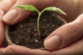 Female hands holding plant pot with tomato seedling - macro shot Royalty Free Stock Photo