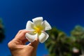 Female hand holding plumeria frangipani flower, blue sky background. Summer vacation, Travel, holiday, tropical concept background Royalty Free Stock Photo
