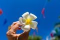 Female hand holding plumeria frangipani flower, blue sky background. Summer vacation, Travel, holiday, tropical concept background Royalty Free Stock Photo
