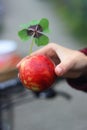 Female hand holding red apple and good luck leaf, four leaf clover plant, Iron Cross. Beautiful Long female fingers, fingernails.