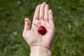 Female hand holding red cherry on palm against green grass Royalty Free Stock Photo