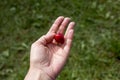 Female hand holding red cherry on palm against green grass Royalty Free Stock Photo