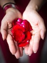 Female hand holding red rose Royalty Free Stock Photo