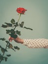 Female hand holding red rose flower Royalty Free Stock Photo