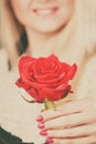 Female hand holding red rose flower Royalty Free Stock Photo