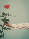 Female hand holding red rose flower Royalty Free Stock Photo