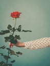 Female hand holding red rose flower Royalty Free Stock Photo