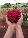 Female hand holding red roses flower with farm background on a sunny day. Earth day spring holiday concept Royalty Free Stock Photo