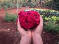 Female hand holding red roses flower with farm background on a sunny day. Earth day spring holiday concept Royalty Free Stock Photo