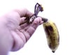 Female hand holding a ripe bananas with dark spots Isolated on white background Royalty Free Stock Photo