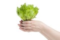 Female hand holding a salad Friese. In isolation.