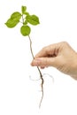 Female hand holding a seedling, isolated on white background Royalty Free Stock Photo