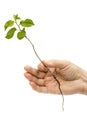 Female hand holding a seedling, isolated on white background Royalty Free Stock Photo