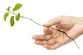 Female hand holding a seedling, isolated on white background Royalty Free Stock Photo