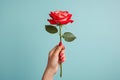 Female hand holding single red rose in front of blue background Royalty Free Stock Photo