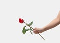 Female hand holding a single red rose isolated over white background Royalty Free Stock Photo