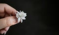 A female hand holding single white jasmine flower on dark background with copy space for text, advertising, business concept,