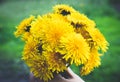 Female hand holding a small bouquet of yellow dandelion bouquet flowers. Close-up Royalty Free Stock Photo