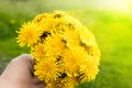 Female hand holding a small bouquet of yellow dandelion bouquet flowers. Close-up Royalty Free Stock Photo