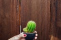 Female hand holding a small cactus wooden background.