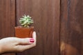 Female hand holding a small cactus wooden background