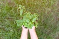 Female hand holding sprout peppermint tree in nature green garden. Earth Day save environment concept. Growing seedling forester Royalty Free Stock Photo