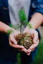 Female hand holding sprout wilde pine tree in front in nature green forest. Earth Day save environment concept. Growing Royalty Free Stock Photo