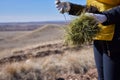 Female hand holding sprout wilde pine tree in front in nature green forest. Earth Day save environment concept. Growing Royalty Free Stock Photo