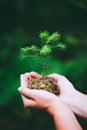 Female hand holding sprout wilde pine tree in nature green forest. Earth Day save environment concept. Growing seedling Royalty Free Stock Photo