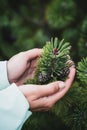 Female hand holding sprout wilde pine tree in nature green forest. Earth Day save environment concept. Growing seedling Royalty Free Stock Photo