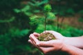 Female hand holding sprout wilde pine tree in nature green forest. Earth Day save environment concept. Growing seedling