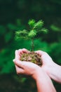 Female hand holding sprout wilde pine tree in nature green forest. Earth Day save environment concept. Growing seedling Royalty Free Stock Photo