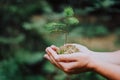 Female hand holding sprout wilde pine tree in nature green forest. Earth Day save environment concept. Growing seedling Royalty Free Stock Photo