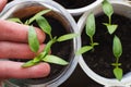 Female hand holding tomato seedlings growing on windowsill of the house Royalty Free Stock Photo