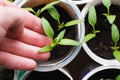 female hand holding tomato seedlings growing on windowsill of the house Royalty Free Stock Photo