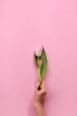 Female hand holding tulip flower on pink background. Flat lay, minimal creative floral concept Royalty Free Stock Photo