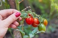 A female hand holding a twig with ripening cherry tomatoes