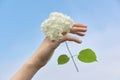 Female hand holding white hydrangea flower, background blue clear sky in clouds