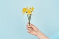 Female hand holding yellow daffodils on blue background