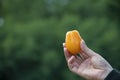 Female hand holding yellow tomato Royalty Free Stock Photo