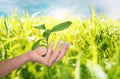 Female hand holding young green plant. Save the nature concept Royalty Free Stock Photo