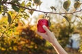 Female hand holds beautiful tasty red apple on branch of apple tree in orchard, harvestingfor food ore apple juice. Crop of apples Royalty Free Stock Photo