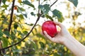 Female hand holds beautiful tasty red apple on branch of apple tree in orchard, harvestingfor food ore apple juice. Crop of apples