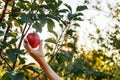 Female hand holds beautiful tasty red apple on branch of apple tree in orchard, harvestingfor food ore apple juice. Crop of apples