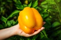 Female hand holds big orange ripe pepper in a greenhouse. Many fresh leaves. Harvest of vegetables. Sunny day. Close up