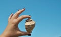 Female hand holds a big seashell at sunset on the beach. Royalty Free Stock Photo