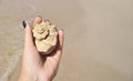 Female hand holds a big seashell at sunset on the beach. Royalty Free Stock Photo