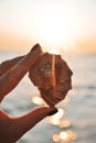 Female hand holds a big seashell at sunset on the beach. Royalty Free Stock Photo