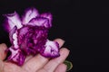 Female hand holds bright violet flower adenium or desert rose
