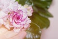 Female hand holds bright violet flower adenium or desert rose